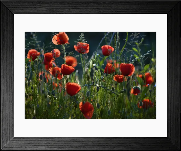 Framed Print : Flowering Poppies -Papaver rhoeas-, North Rhine-Westphalia, Germany Framed Print : Flowering Poppies -Papaver rhoeas-, North Rhine-Westphalia, Germany
