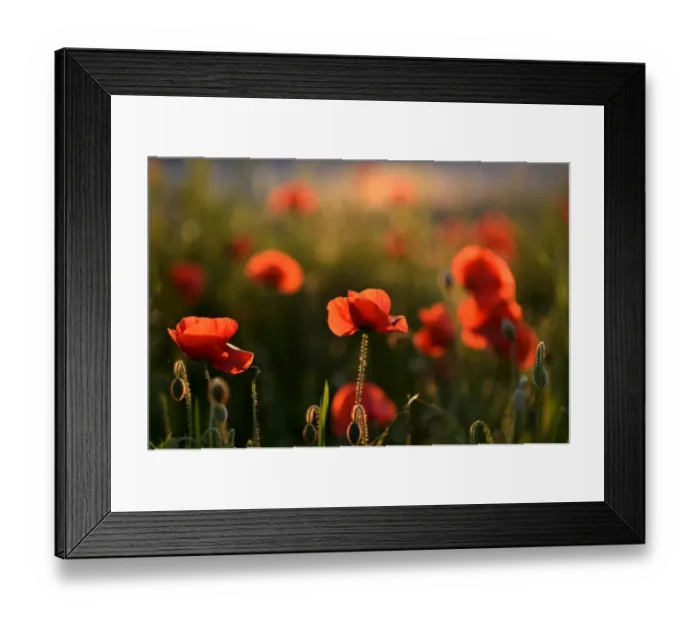 Framed Print : Flowering Poppies -Papaver rhoeas-, North Rhine-Westphalia, Germany Framed Print : Flowering Poppies -Papaver rhoeas-, North Rhine-Westphalia, Germany