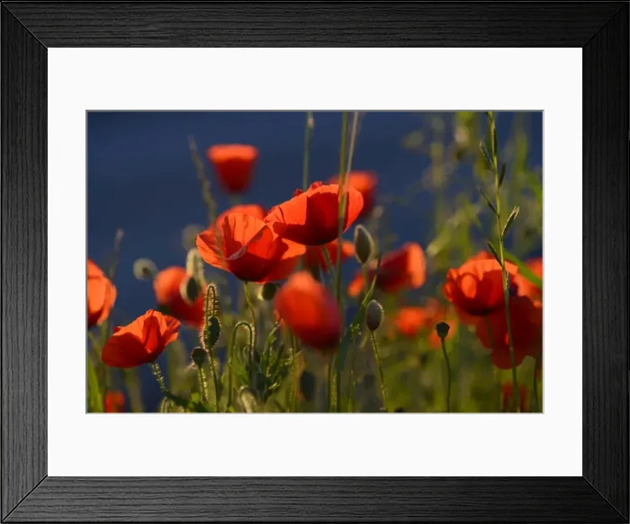 Framed Print : Flowering Poppies -Papaver rhoeas-, North Rhine-Westphalia, Germany Framed Print : Flowering Poppies -Papaver rhoeas-, North Rhine-Westphalia, Germany