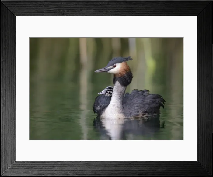 Framed Print : Great Crested Grebe -Podiceps cristatus-, adult bird with chicks in its plumage on a lake, Mecklenburg-Western Pomerania, Germany Framed Print : Great Crested Grebe -Podiceps cristatus-, adult bird with chicks in its plumage on a lake, Mecklenburg-Western Pomerania, Germany