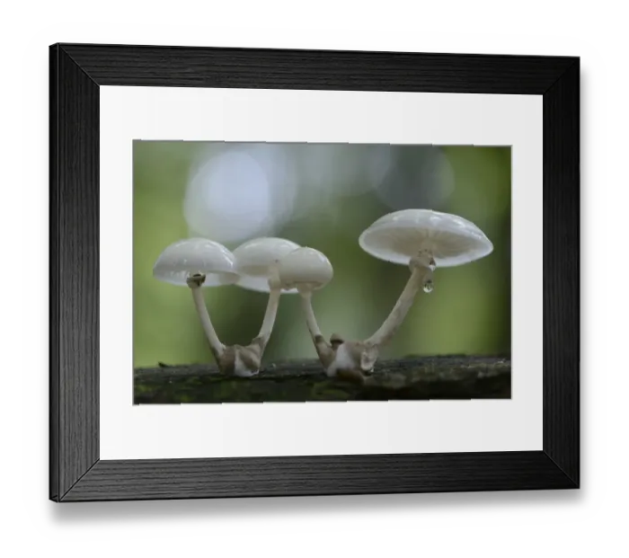 Framed Print : Porcelain Fungus -Oudemansiella mucida-, Emsland, Lower Saxony, Germany Framed Print : Porcelain Fungus -Oudemansiella mucida-, Emsland, Lower Saxony, Germany