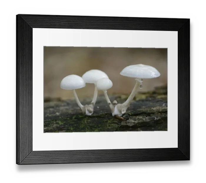 Framed Print : Porcelain Fungus -Oudemansiella mucida-, Emsland, Lower Saxony, Germany Framed Print : Porcelain Fungus -Oudemansiella mucida-, Emsland, Lower Saxony, Germany