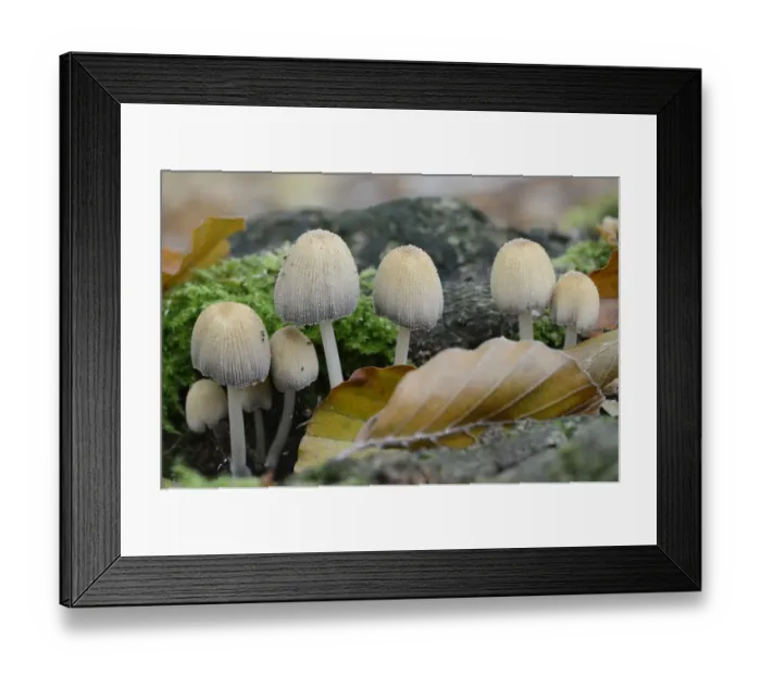Framed Print : Glistenin Ink-cap or Mica Cap -Coprinellus micaceus-, Emsland, Lower Saxony, Germany