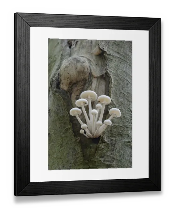 Framed Print : Porcelain Fungus -Oudemansiella mucida-, Emsland, Lower Saxony, Germany Framed Print : Porcelain Fungus -Oudemansiella mucida-, Emsland, Lower Saxony, Germany