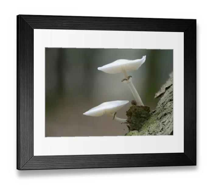 Framed Print : Porcelain Fungus -Oudemansiella mucida-, Emsland, Lower Saxony, Germany Framed Print : Porcelain Fungus -Oudemansiella mucida-, Emsland, Lower Saxony, Germany