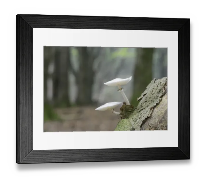 Framed Print : Porcelain Fungus -Oudemansiella mucida-, Emsland, Lower Saxony, Germany Framed Print : Porcelain Fungus -Oudemansiella mucida-, Emsland, Lower Saxony, Germany