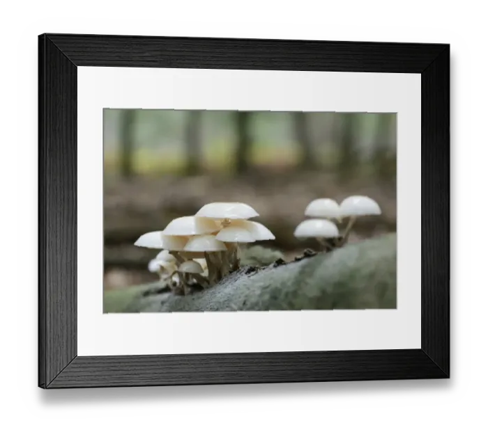 Framed Print : Porcelain Fungus -Oudemansiella mucida-, Emsland, Lower Saxony, Germany Framed Print : Porcelain Fungus -Oudemansiella mucida-, Emsland, Lower Saxony, Germany