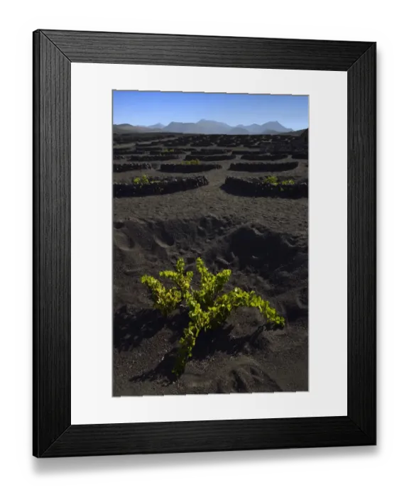 Framed Print : Worldwide unique cultivation method, dry cultivation, enarenado method, on volcanic ash, lava, wine growing region of La Geria, Los Ajaches mountains at the back, Lanzarote, Canary Islands, Spain