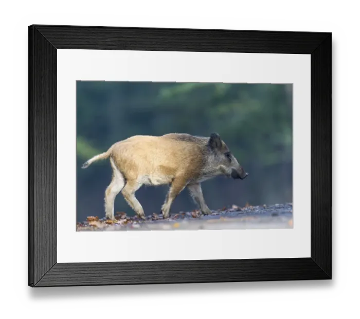Framed Print : Wild Boar -Sus scrofa-, Vulkaneifel district, Rhineland-Palatinate, Germany Framed Print : Wild Boar -Sus scrofa-, Vulkaneifel district, Rhineland-Palatinate, Germany