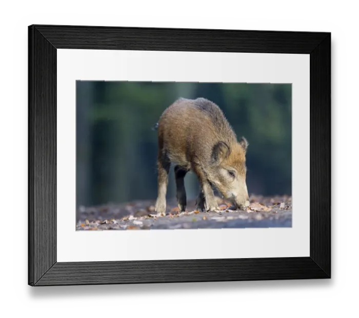 Framed Print : Wild Boar -Sus scrofa-, Vulkaneifel district, Rhineland-Palatinate, Germany Framed Print : Wild Boar -Sus scrofa-, Vulkaneifel district, Rhineland-Palatinate, Germany