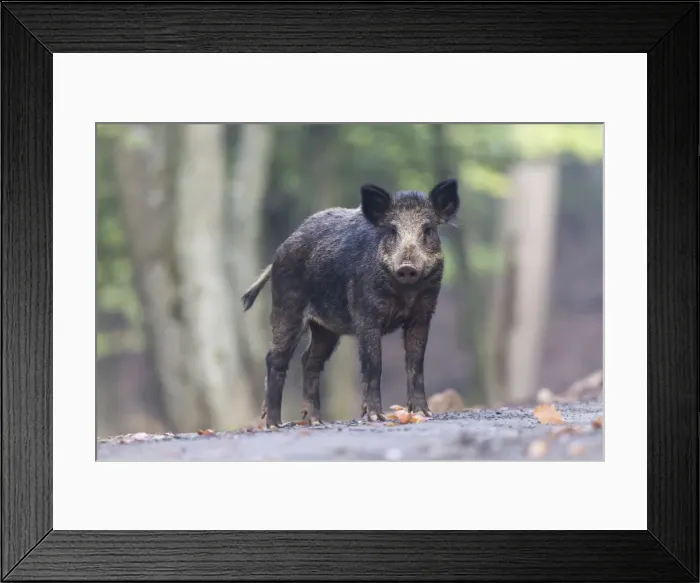 Framed Print : Wild Boar -Sus scrofa-, Vulkaneifel district, Rhineland-Palatinate, Germany Framed Print : Wild Boar -Sus scrofa-, Vulkaneifel district, Rhineland-Palatinate, Germany
