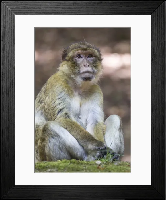 Framed Print : Barbary Macaque -Macaca sylvanus-, adult, native to Morocco, captive, Rhineland-Palatinate, Germany Framed Print : Barbary Macaque -Macaca sylvanus-, adult, native to Morocco, captive, Rhineland-Palatinate, Germany