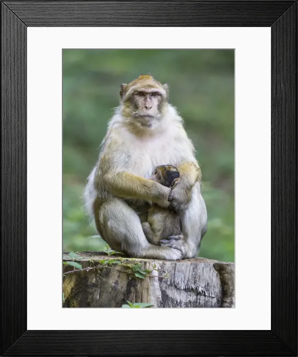 Framed Print : Barbary Macaque -Macaca sylvanus- adult female with young, 12 weeks, native to Morocco, captive, Rhineland-Palatinate, Germany