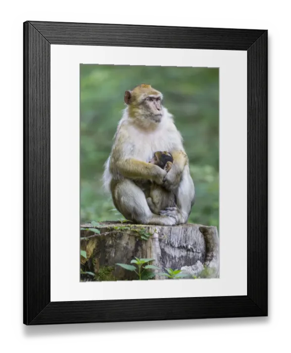 Framed Print : Barbary Macaque -Macaca sylvanus- adult female with young, 12 weeks, native to Morocco, captive, Rhineland-Palatinate, Germany Framed Print : Barbary Macaque -Macaca sylvanus- adult female with young, 12 weeks, native to Morocco, captive, Rhineland-Palatinate, Germany