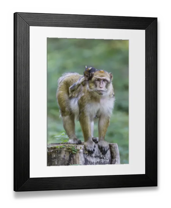 Framed Print : Barbary Macaque -Macaca sylvanus- adult female with young, 12 weeks, native to Morocco, captive, Rhineland-Palatinate, Germany Framed Print : Barbary Macaque -Macaca sylvanus- adult female with young, 12 weeks, native to Morocco, captive, Rhineland-Palatinate, Germany