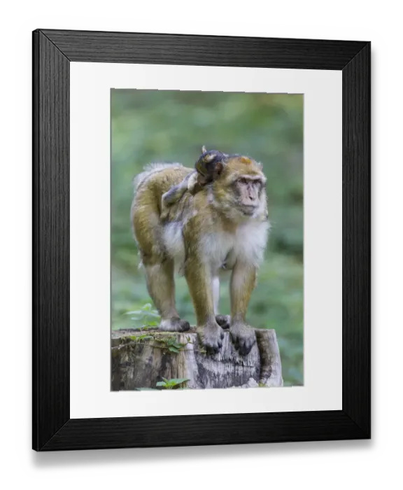 Framed Print : Barbary Macaque -Macaca sylvanus- adult female with young, 12 weeks, native to Morocco, captive, Rhineland-Palatinate, Germany Framed Print : Barbary Macaque -Macaca sylvanus- adult female with young, 12 weeks, native to Morocco, captive, Rhineland-Palatinate, Germany