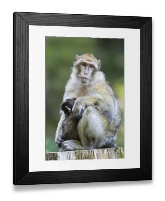 Framed Print : Barbary Macaque -Macaca sylvanus- adult female with young, 12 weeks, native to Morocco, captive, Rhineland-Palatinate, Germany Framed Print : Barbary Macaque -Macaca sylvanus- adult female with young, 12 weeks, native to Morocco, captive, Rhineland-Palatinate, Germany