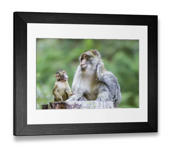 Framed Print : Barbary Macaque -Macaca sylvanus- adult female with young, 12 weeks, native to Morocco, captive, Rhineland-Palatinate, Germany Framed Print : Barbary Macaque -Macaca sylvanus- adult female with young, 12 weeks, native to Morocco, captive, Rhineland-Palatinate, Germany