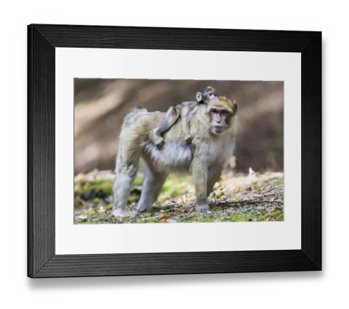 Framed Print : Barbary Macaque -Macaca sylvanus- adult female with young, 12 weeks, native to Morocco, captive, Rhineland-Palatinate, Germany Framed Print : Barbary Macaque -Macaca sylvanus- adult female with young, 12 weeks, native to Morocco, captive, Rhineland-Palatinate, Germany