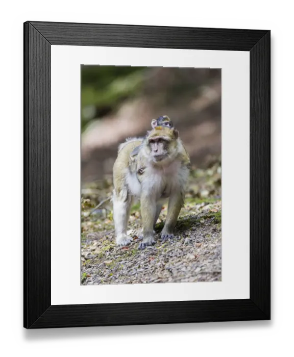 Framed Print : Barbary Macaque -Macaca sylvanus- adult female with young, 12 weeks, native to Morocco, captive, Rhineland-Palatinate, Germany Framed Print : Barbary Macaque -Macaca sylvanus- adult female with young, 12 weeks, native to Morocco, captive, Rhineland-Palatinate, Germany