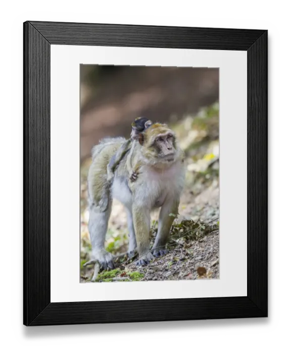 Framed Print : Barbary Macaque -Macaca sylvanus- adult female with young, 12 weeks, native to Morocco, captive, Rhineland-Palatinate, Germany