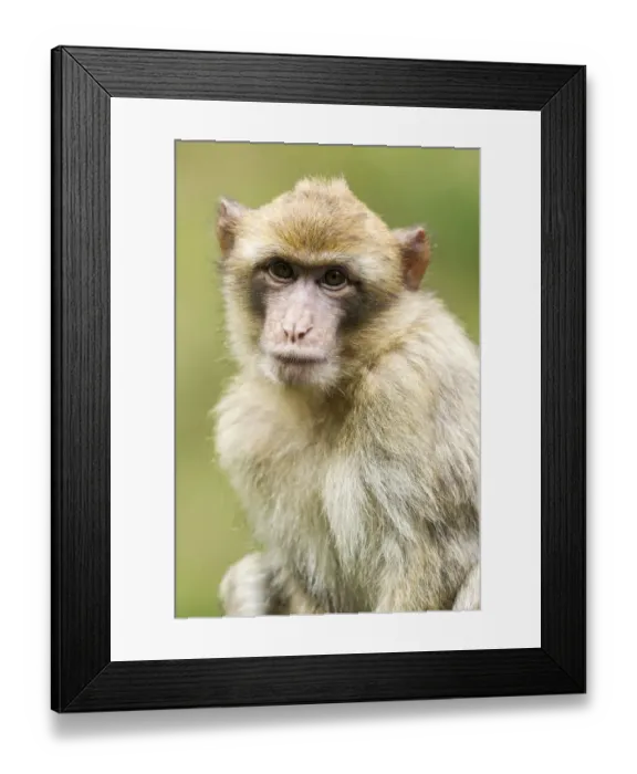 Framed Print : Barbary Macaque -Macaca sylvanus-, young, native to Morocco, captive, Rhineland-Palatinate, Germany Framed Print : Barbary Macaque -Macaca sylvanus-, young, native to Morocco, captive, Rhineland-Palatinate, Germany