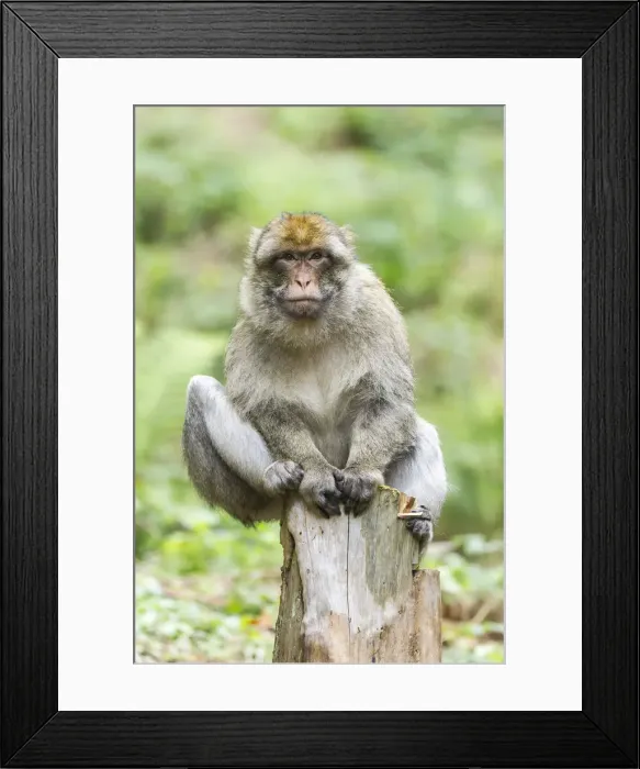 Framed Print : Barbary Macaque -Macaca sylvanus-, adult sitting on a tree stump, native to Morocco, captive, Rhineland-Palatinate, Germany Framed Print : Barbary Macaque -Macaca sylvanus-, adult sitting on a tree stump, native to Morocco, captive, Rhineland-Palatinate, Germany