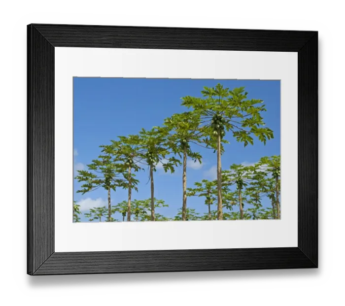 Framed Print : Papaya plantation, Big Island, Hawaii, United States Framed Print : Papaya plantation, Big Island, Hawaii, United States