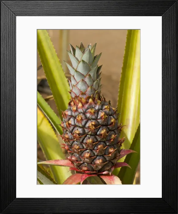 Framed Print : Pineapple -Ananas comosus-, Oahu, Hawaii, United States Framed Print : Pineapple -Ananas comosus-, Oahu, Hawaii, United States