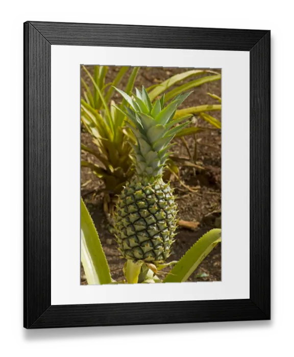 Framed Print : Pineapple -Ananas comosus-, O ahu, Hawaii, United States Framed Print : Pineapple -Ananas comosus-, O ahu, Hawaii, United States