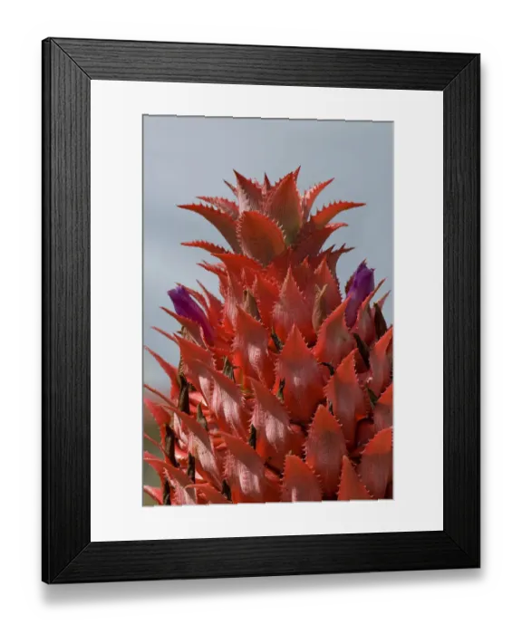 Framed Print : Pineapple flower -Ananas comosus-, O ahu, Hawaii, United States Framed Print : Pineapple flower -Ananas comosus-, O ahu, Hawaii, United States