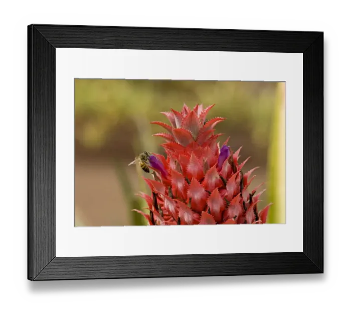 Framed Print : Pineapple flower -Ananas comosus-, O ahu, Hawaii, United States Framed Print : Pineapple flower -Ananas comosus-, O ahu, Hawaii, United States