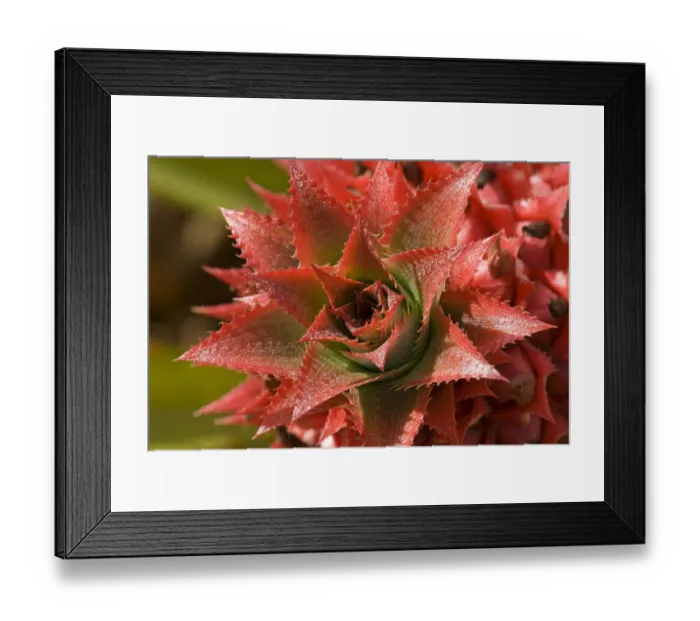 Framed Print : Pineapple flower -Ananas comosus-, O ahu, Hawaii, United States Framed Print : Pineapple flower -Ananas comosus-, O ahu, Hawaii, United States