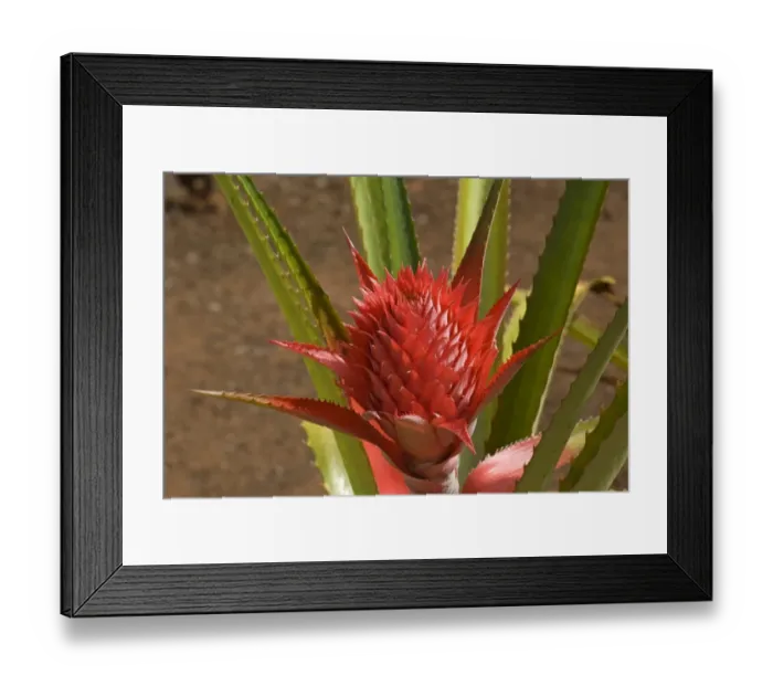 Framed Print : Pineapple flower -Ananas comosus-, O ahu, Hawaii, United States
