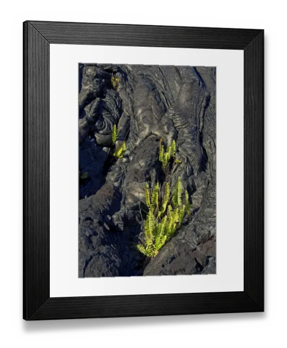 Framed Print : Plants growing on lava, Kilauea, Big Island, Hawaii, United States Framed Print : Plants growing on lava, Kilauea, Big Island, Hawaii, United States