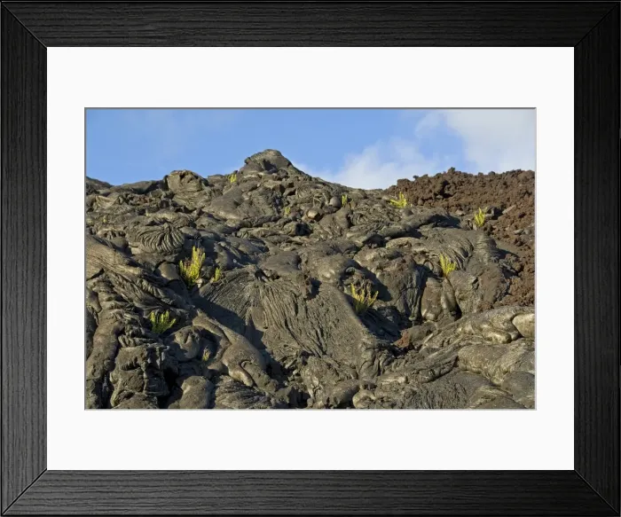 Framed Print : Plants growing on lava, Kilauea, Big Island, Hawaii, United States Framed Print : Plants growing on lava, Kilauea, Big Island, Hawaii, United States