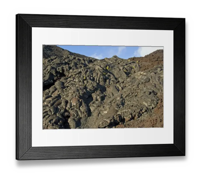 Framed Print : Plants growing on lava, Kilauea, Big Island, Hawaii, United States Framed Print : Plants growing on lava, Kilauea, Big Island, Hawaii, United States
