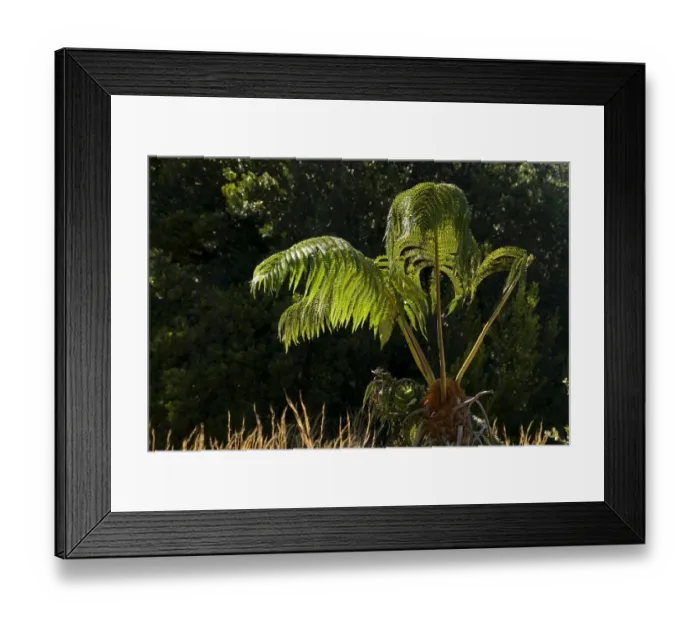 Framed Print : Tree Fern -Cyatheales-, Hawaii Volcanoes National Park, Big Island, Hawaii, United States Framed Print : Tree Fern -Cyatheales-, Hawaii Volcanoes National Park, Big Island, Hawaii, United States