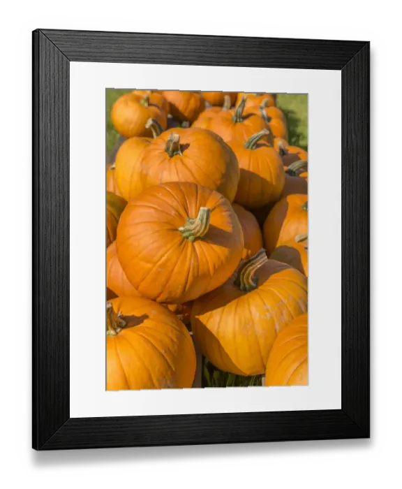 Framed Print : Pumpkins, Austria