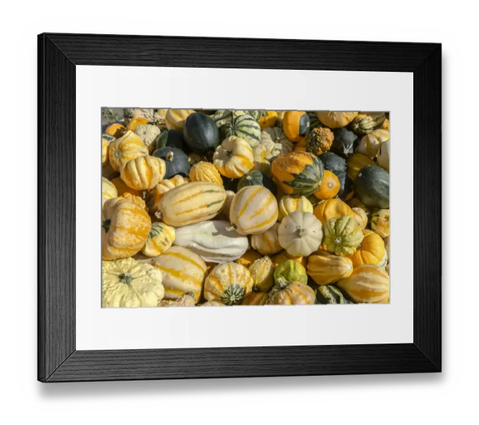 Framed Print : Various pumpkins, Austria Framed Print : Various pumpkins, Austria