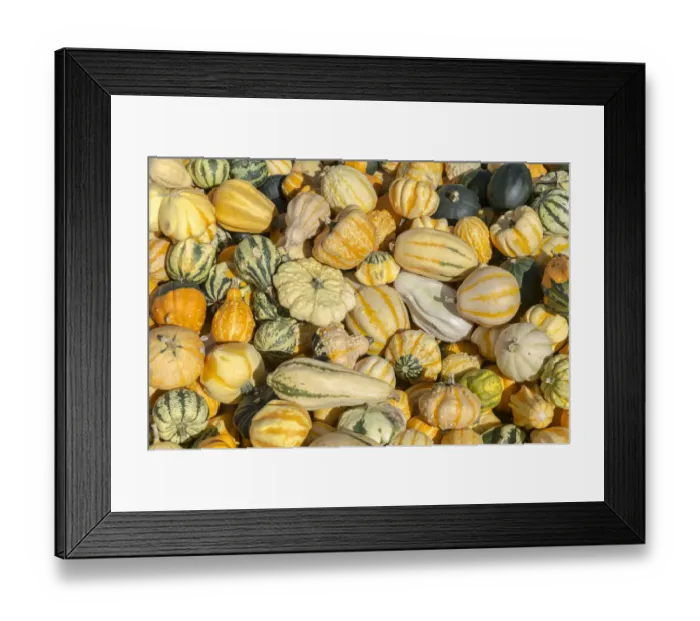 Framed Print : Various pumpkins, Austria Framed Print : Various pumpkins, Austria