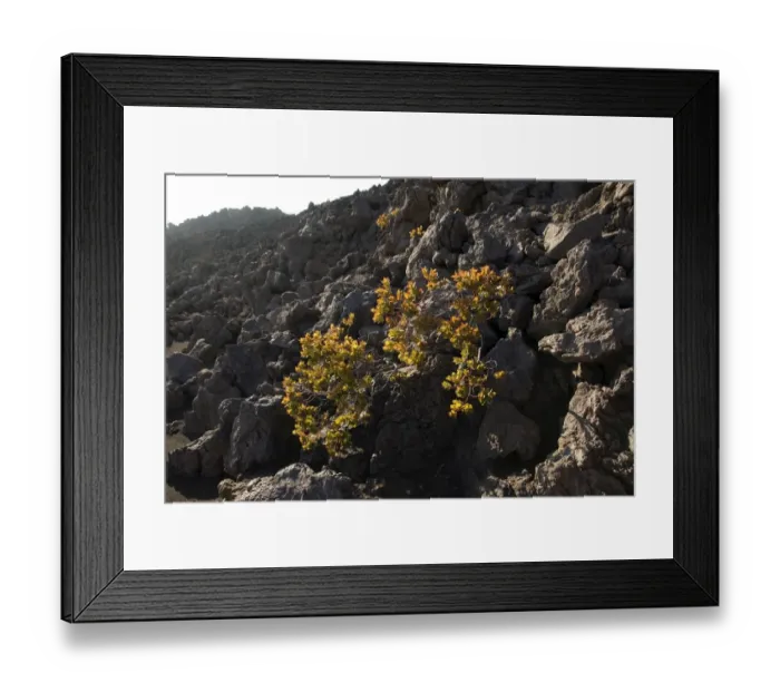 Framed Print : Vegetation growing on lava, Big Island, Hawaii, United States Framed Print : Vegetation growing on lava, Big Island, Hawaii, United States