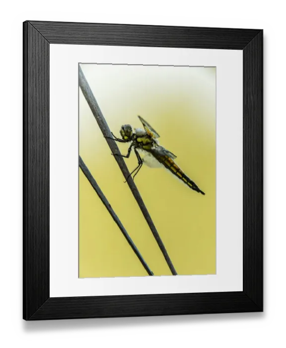 Framed Print : Four-spotted Chaser -Libellula quadrimaculata-, Bavaria, Germany Framed Print : Four-spotted Chaser -Libellula quadrimaculata-, Bavaria, Germany