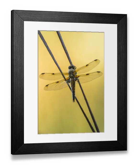 Framed Print : Four-spotted Chaser -Libellula quadrimaculata-, Bavaria, Germany Framed Print : Four-spotted Chaser -Libellula quadrimaculata-, Bavaria, Germany