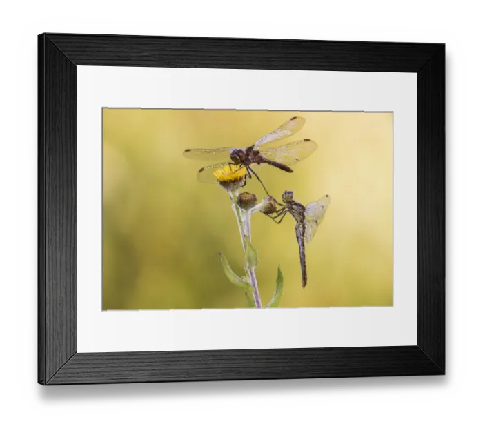 Framed Print : Black Darter -Sympetrum danae-, male, above, and Keeled Skimmer -Orthetrum coerulescens-, male, below, Bavaria, Germany Framed Print : Black Darter -Sympetrum danae-, male, above, and Keeled Skimmer -Orthetrum coerulescens-, male, below, Bavaria, Germany