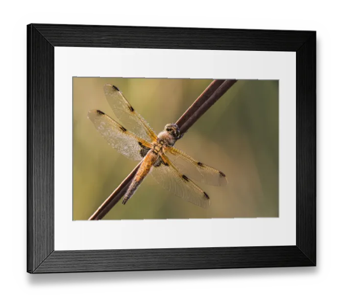 Framed Print : Four-spotted Chaser -Libellula quadrimaculata-, Bavaria, Germany Framed Print : Four-spotted Chaser -Libellula quadrimaculata-, Bavaria, Germany