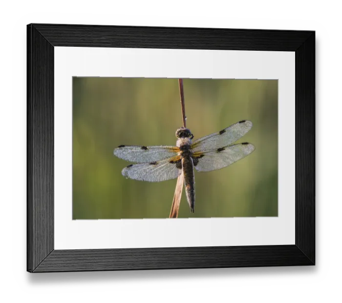 Framed Print : Four-spotted Chaser -Libellula quadrimaculata-, Bavaria, Germany Framed Print : Four-spotted Chaser -Libellula quadrimaculata-, Bavaria, Germany