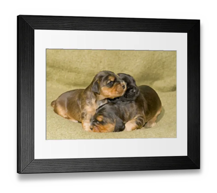 Framed Print : Cocker Spaniels, dog breed, puppies Framed Print : Cocker Spaniels, dog breed, puppies