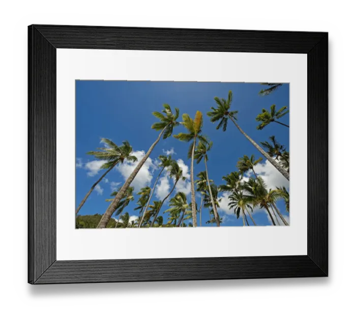 Framed Print : Palm trees, Marigot Bay, Castries, Saint Lucia Framed Print : Palm trees, Marigot Bay, Castries, Saint Lucia