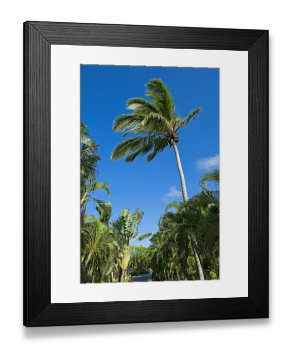 Framed Print : Palm grove in Saint Lucia, Caribbean Framed Print : Palm grove in Saint Lucia, Caribbean